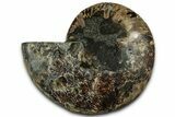 Cut & Polished Ammonite Fossil (Half) - Madagascar #318075-1